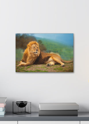 Sunlit King – Male Lion Resting in the Sun Wall Art | STG Collection - Snapping Turtle Gallery