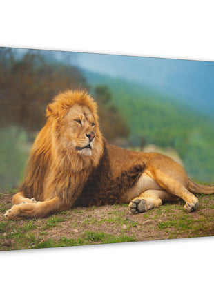 Sunlit King – Male Lion Resting in the Sun Wall Art | STG Collection - Snapping Turtle Gallery