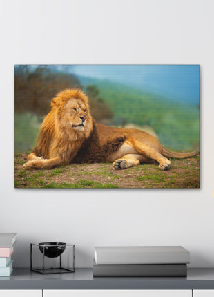Sunlit King – Male Lion Resting in the Sun Wall Art | STG Collection - Snapping Turtle Gallery
