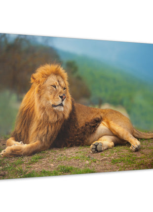 Sunlit King – Male Lion Resting in the Sun Wall Art | STG Collection - Snapping Turtle Gallery