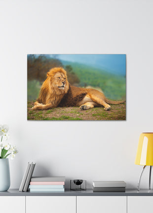 Sunlit King – Male Lion Resting in the Sun Wall Art | STG Collection - Snapping Turtle Gallery