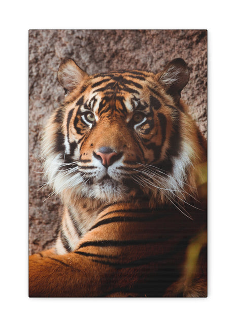 Untamed Grace – Majestic Tiger Wall Art | STG Collection - Snapping Turtle Gallery