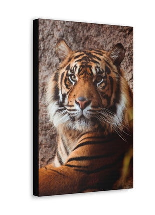 Untamed Grace – Majestic Tiger Wall Art | STG Collection - Snapping Turtle Gallery