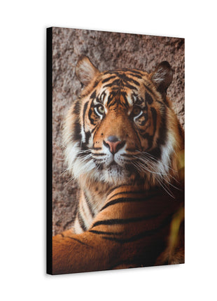 Untamed Grace – Majestic Tiger Wall Art | STG Collection - Snapping Turtle Gallery
