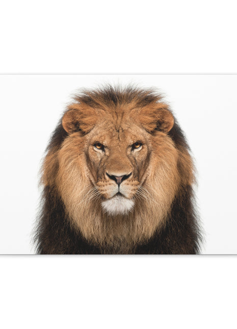  [variant_option1] Print, Premium Wall Art by Snapping Turtle Gallery