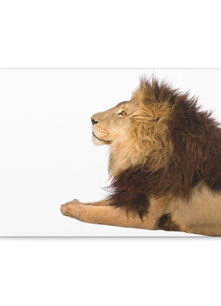 Lion Art | Acrylic, Metal & Canvas - Snapping Turtle Gallery