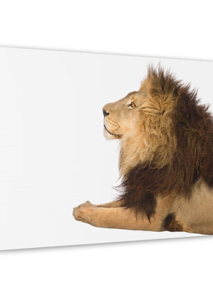 Lion Art | Acrylic, Metal & Canvas - Snapping Turtle Gallery