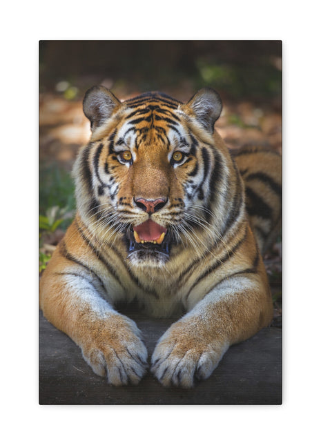 Wild Resilience – Panting Tiger Wall Art | STG Collection - Snapping Turtle Gallery