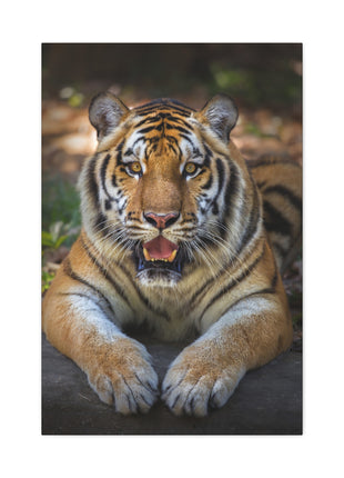 Wild Resilience – Panting Tiger Wall Art | STG Collection - Snapping Turtle Gallery