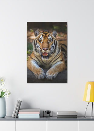 Wild Resilience – Panting Tiger Wall Art | STG Collection - Snapping Turtle Gallery