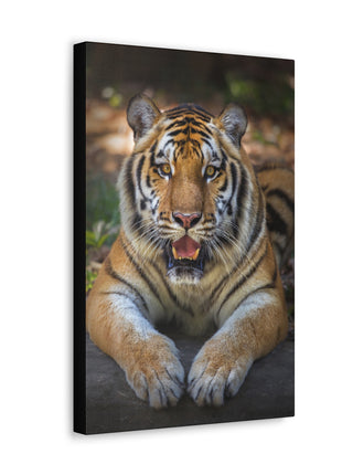 Wild Resilience – Panting Tiger Wall Art | STG Collection - Snapping Turtle Gallery