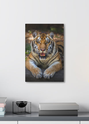 Wild Resilience – Panting Tiger Wall Art | STG Collection - Snapping Turtle Gallery