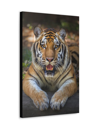 Wild Resilience – Panting Tiger Wall Art | STG Collection - Snapping Turtle Gallery