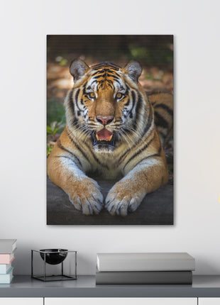 Wild Resilience – Panting Tiger Wall Art | STG Collection - Snapping Turtle Gallery