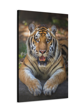 Wild Resilience – Panting Tiger Wall Art | STG Collection - Snapping Turtle Gallery