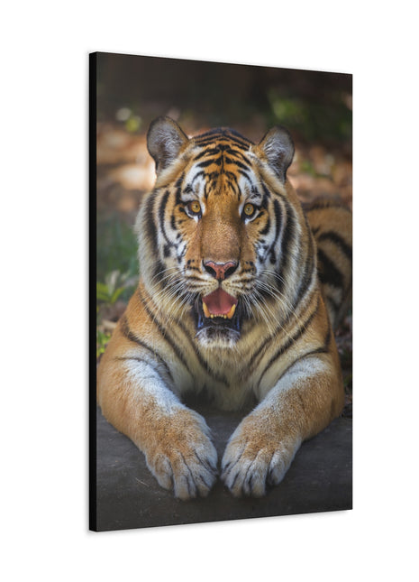 Wild Resilience – Panting Tiger Wall Art | STG Collection - Snapping Turtle Gallery