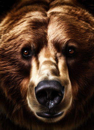 Close-up brown bear with dense warm fur, pale muzzle stripe and glossy black nose against black.