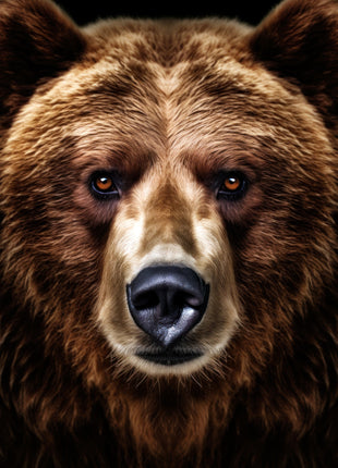 Brown bear facing forward with rounded ears, a pale golden muzzle and richly textured brown fur on black.