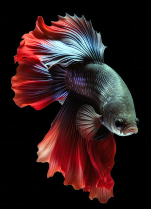 Dark teal fish with a large crimson and pale blue fan tail against black.