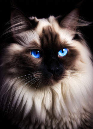 Fluffy cream-and-brown colorpoint cat with vivid blue eyes, dark face and full neck ruff.