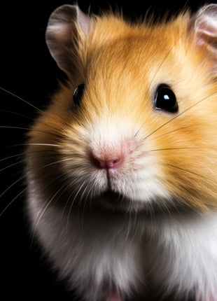 Golden hamster with white muzzle and chest, dark eyes, rounded ears and tiny front paws.