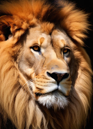 Golden-maned lion in three-quarter view looking right with a pale muzzle on a black background.