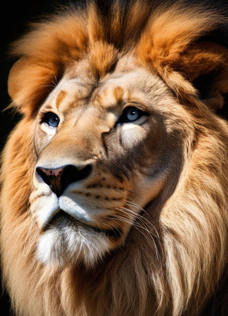 Lion looking up and left with a golden-cream mane and a softly lit pale muzzle on black.