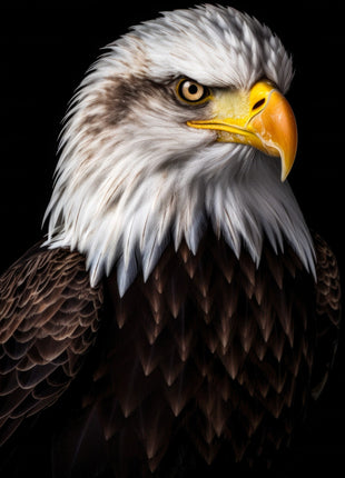 Pale-headed eagle in three-quarter view, yellow beak turned right and brown chest against black.