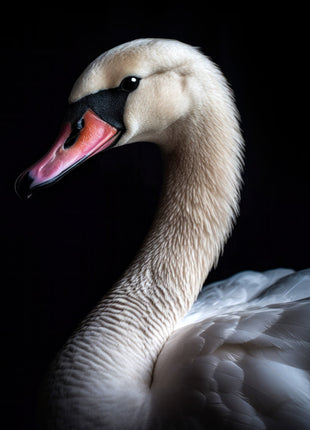 Pale swan looking left with pink-orange bill, black facial marking and layered gray-white wings.
