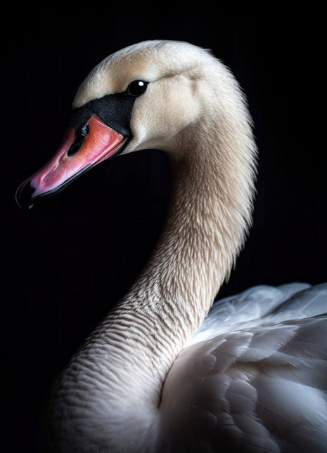 Pale swan looking left with pink-orange bill, black facial marking and layered gray-white wings.