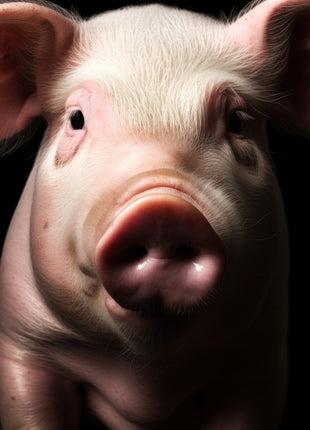 Close-up of a pink pig with broad ears and a large rounded snout against black.