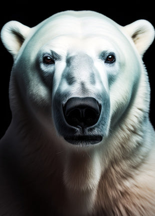 Polar bear facing forward with cool white fur, rounded ears and a long dark muzzle against black.