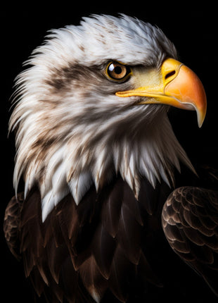 Pale-headed eagle facing right, yellow beak and silver-gray feathers against black.