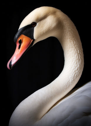 Ivory swan with a long curved neck, lowered orange-pink bill and black facial mask.
