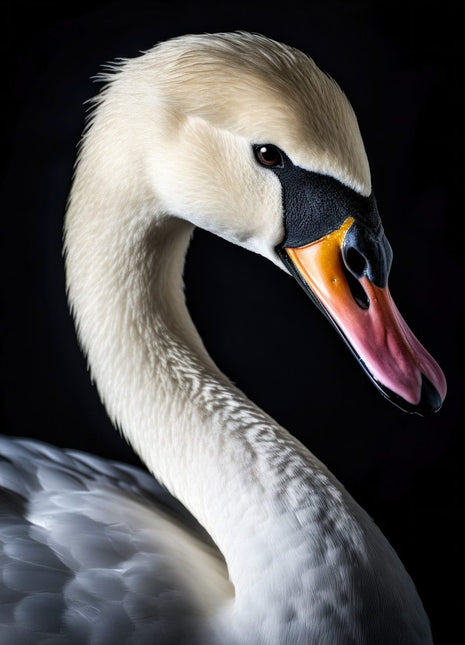 Pale swan with a curved neck, lowered orange-pink bill and dark facial marking against black.