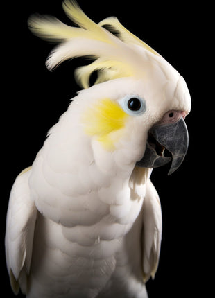 White cockatoo facing right with a swept yellow crest, yellow cheek and dark beak.