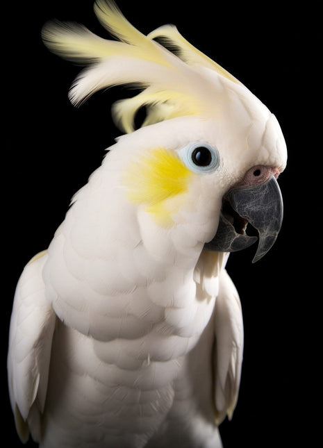 White cockatoo facing right with a swept yellow crest, yellow cheek and dark beak.