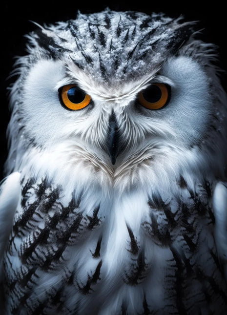 White-and-gray owl with orange eyes, a tousled crown and dark feather markings against black.