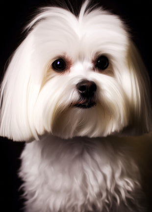 Small white shaggy dog facing forward with long straight facial hair and dark round eyes.
